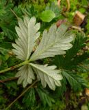 genus Potentilla. Лист (вид на абаксиальную поверхность). Московская обл., ГО Подольск, мкр-н Климовск, пустырь. 01.10.2022.