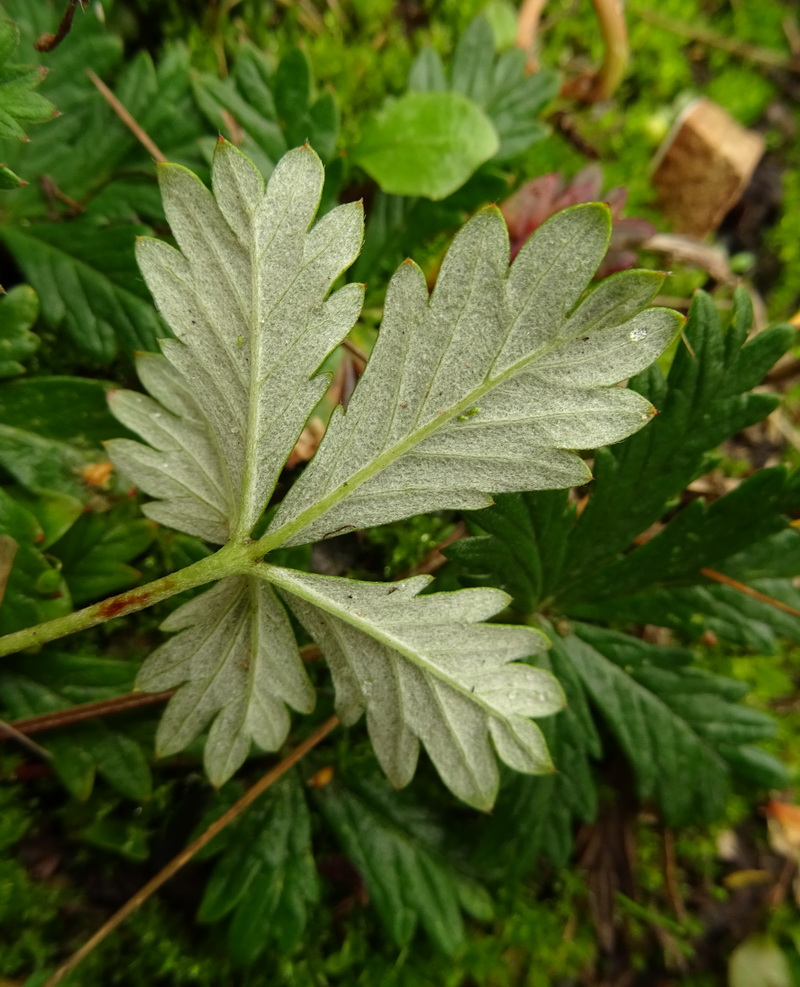 Image of genus Potentilla specimen.