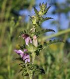 Phtheirospermum chinense. Верхушка цветущего растения с личинкой пилильщика. Приморский край, Уссурийский гор. округ, окр. с. Монакино, разнотравный луг на небольшой сопке. 03.09.2022.