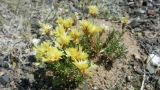 Limonium chrysocomum ssp. semenovii