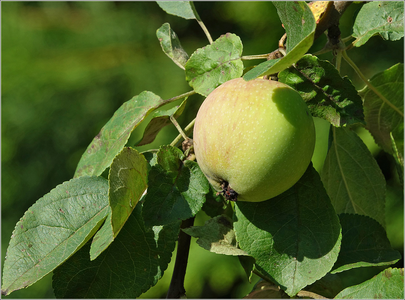 Изображение особи Malus domestica.