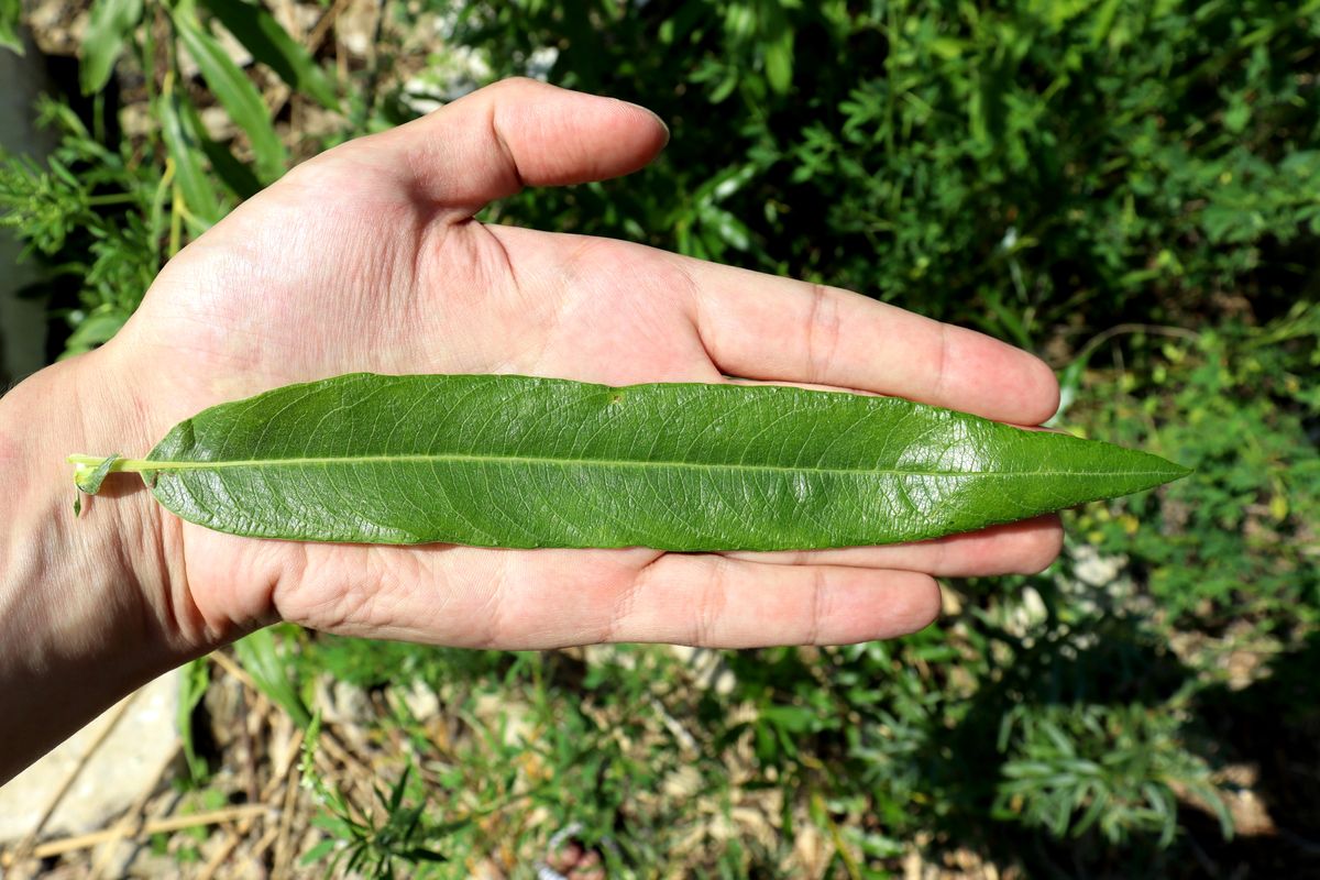 Image of Salix gmelinii specimen.