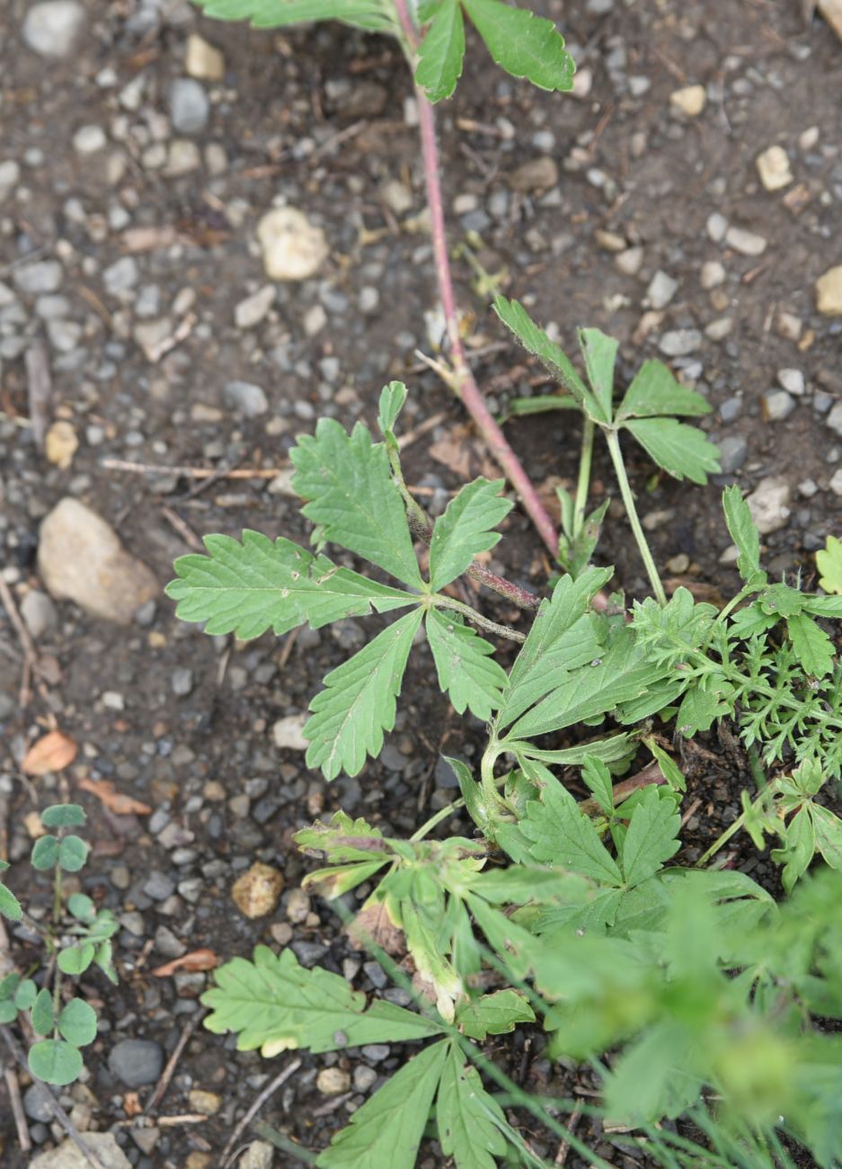 Изображение особи Potentilla adscharica.