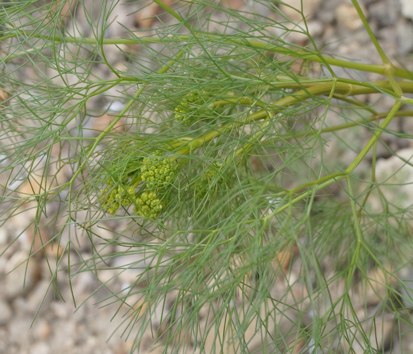 Image of Prangos trifida specimen.