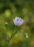 Erigeron annuus подвид lilacinus. Расцветающее соцветие. Республика Адыгея, окраина пос. Каменномостский, ур. Холодное, луг. 28 июля 2022 г.