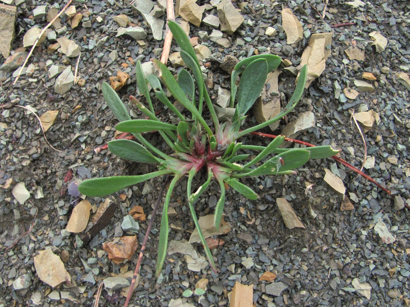 Изображение особи Scorpiurus muricatus.