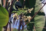 Moringa oleifera. Верхушка побега с соцветиями. Республика Сейшельские Острова, р-н Большая Виктория, национальный парк \"Морн Сейшелуа\". 17.10.2016.