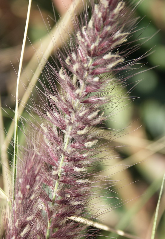 Image of Pennisetum setaceum specimen.