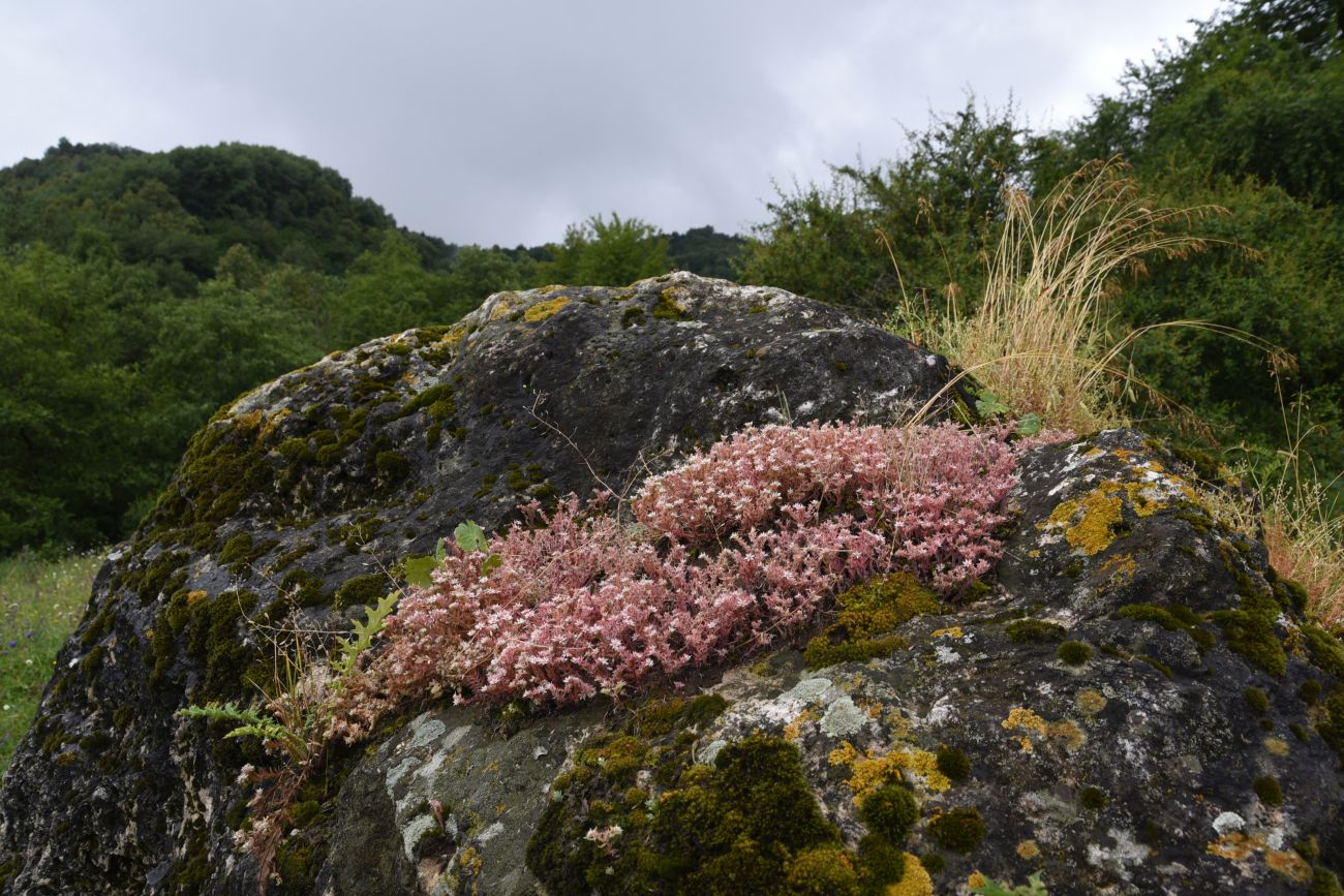 Изображение особи Sedum hispanicum.