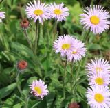 Erigeron venustus