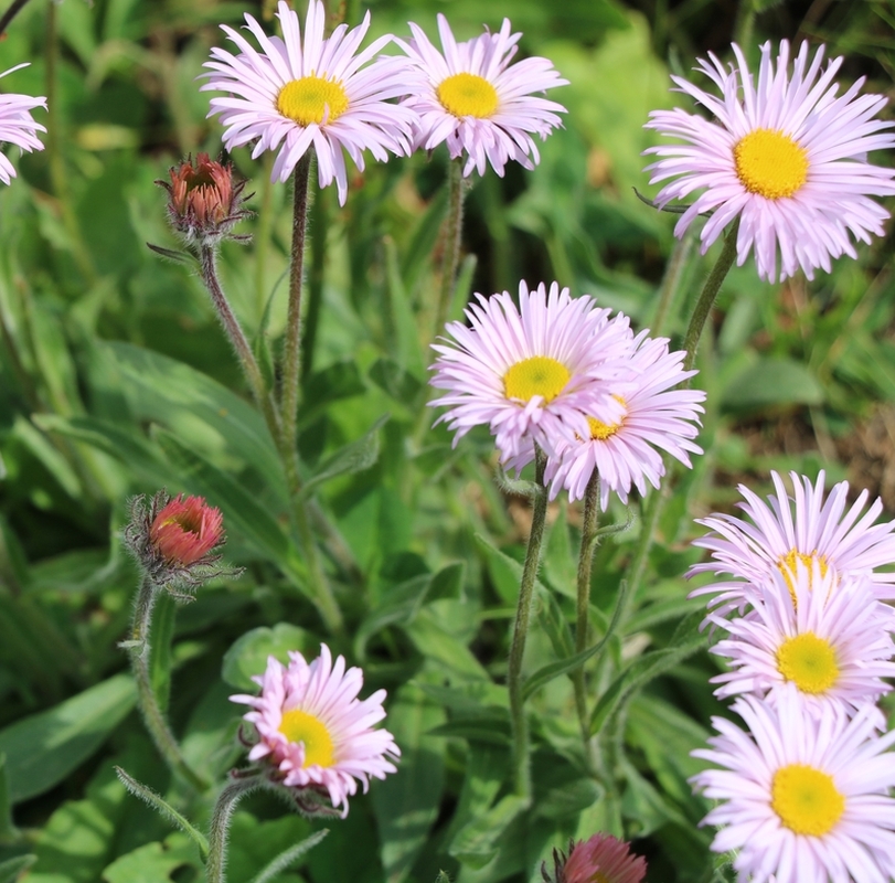 Image of Erigeron venustus specimen.