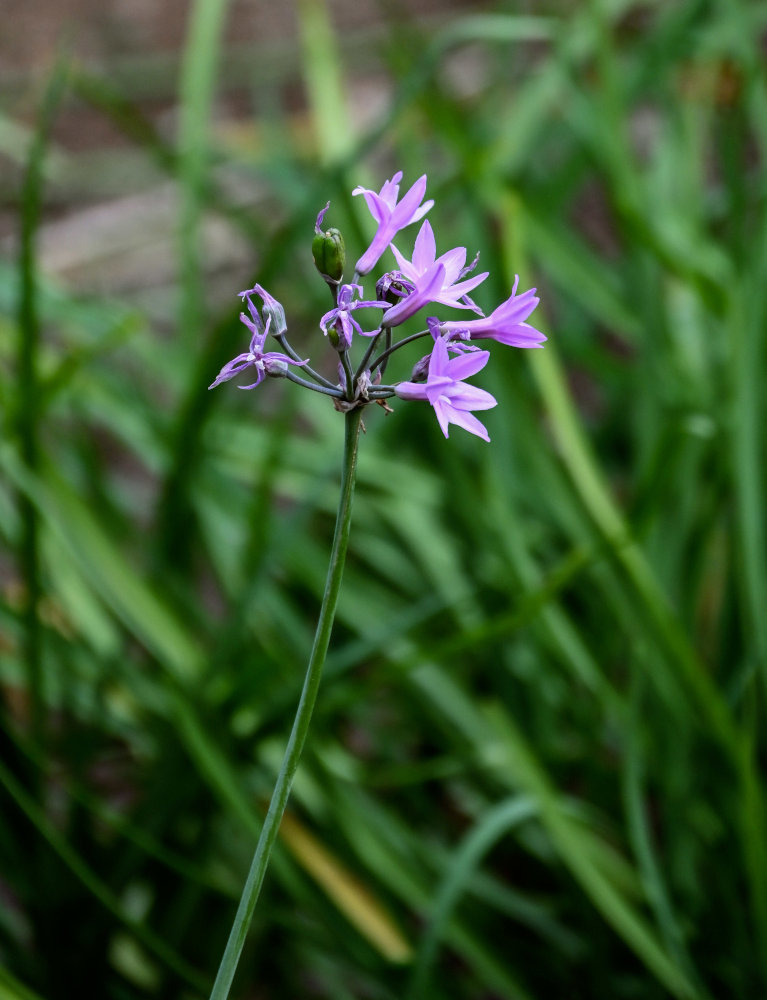 Image of Tulbaghia violacea specimen.