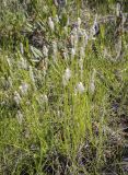 Trichophorum alpinum. Плодоносящее растение. Пермский край, Краснокамский р-н, сосново-пушицево-кустарничково-сфагновое болото. 10.07.2022.