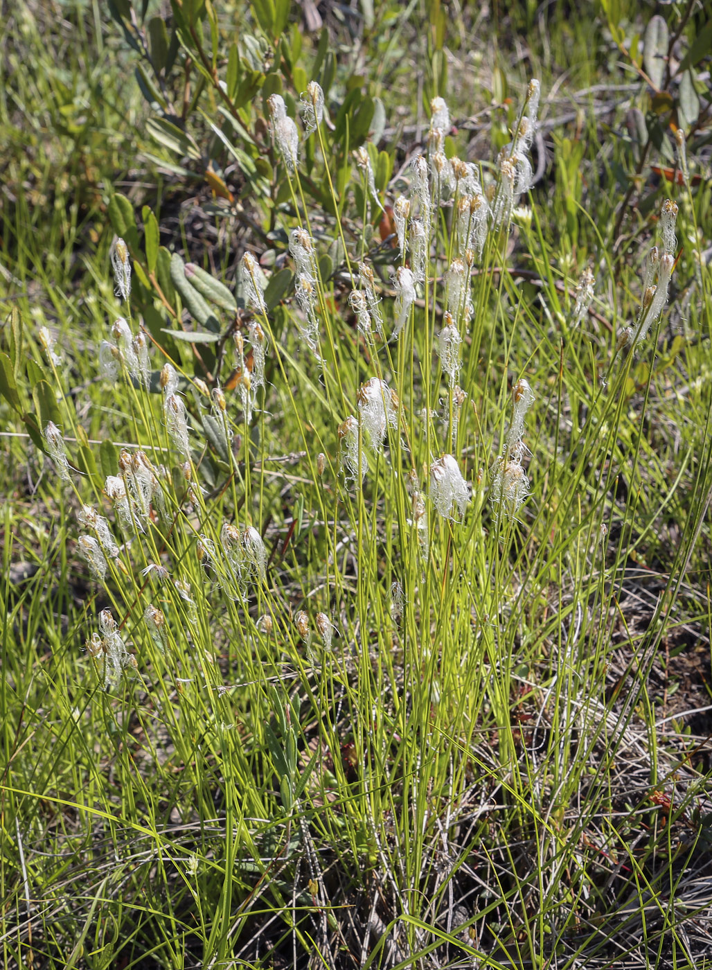 Image of Trichophorum alpinum specimen.