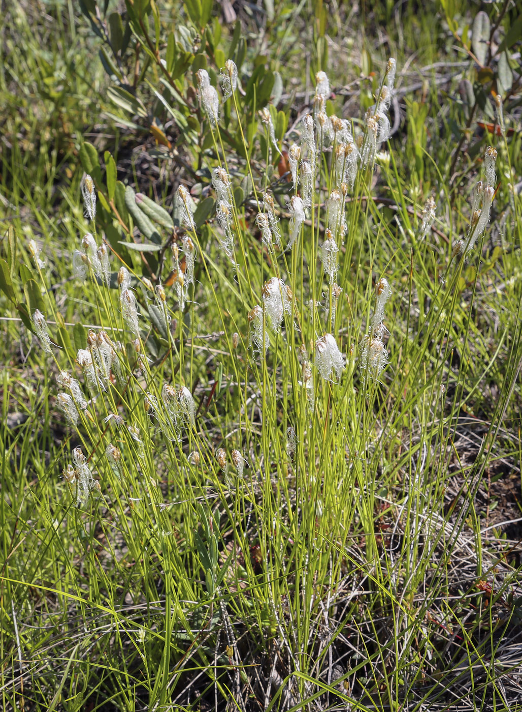 Изображение особи Trichophorum alpinum.