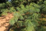 Pinus wallichiana