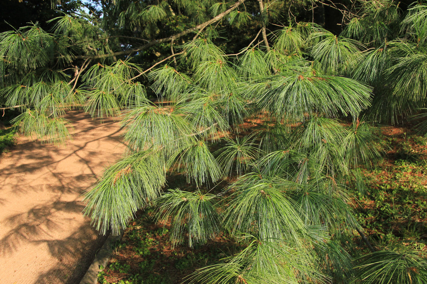 Image of Pinus wallichiana specimen.