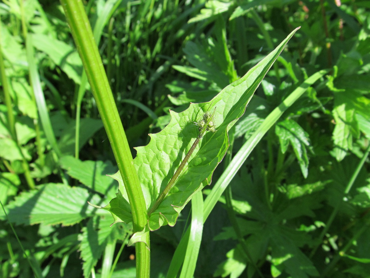 Изображение особи Crepis paludosa.