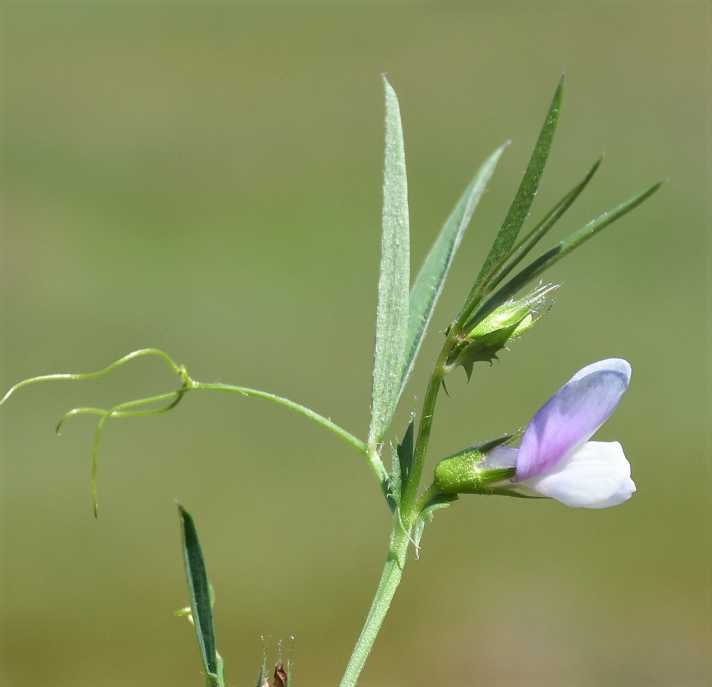 Image of Vicia bithynica specimen.
