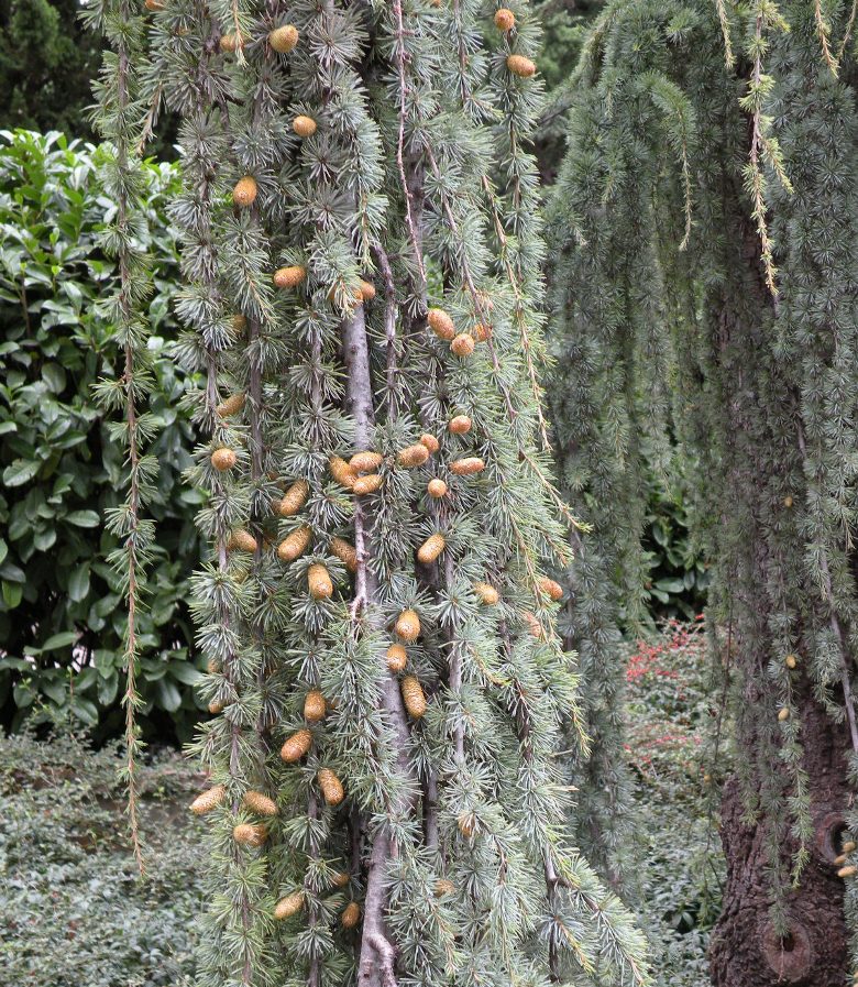 Изображение особи Cedrus atlantica.