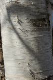 Betula papyrifera. Часть ствола взрослого дерева. Санкт-Петербург, Старый Петергоф, парк \"Сергиевка\", луг напротив дирекции. 09.04.2023.