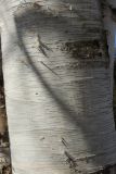 Betula papyrifera