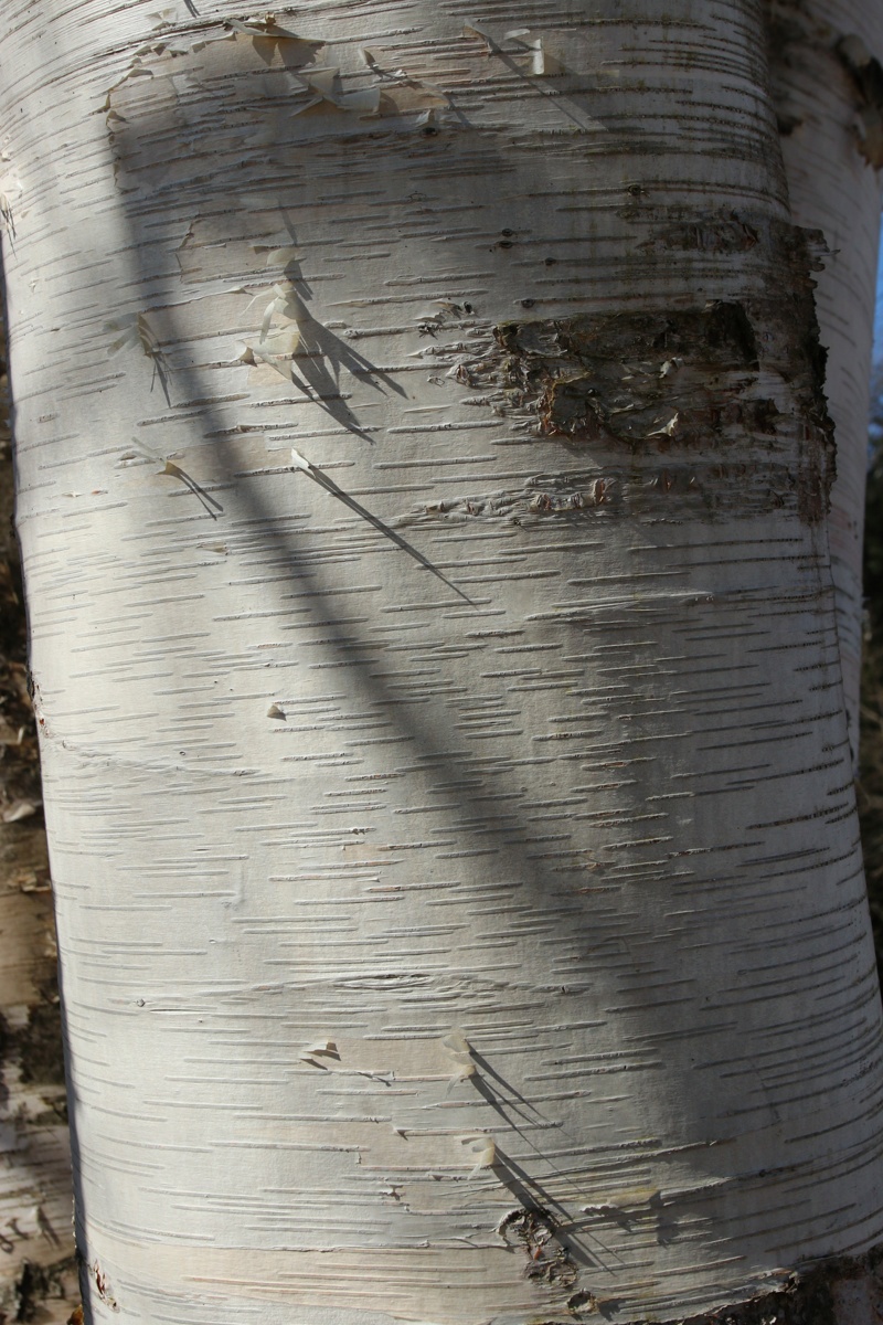Image of Betula papyrifera specimen.