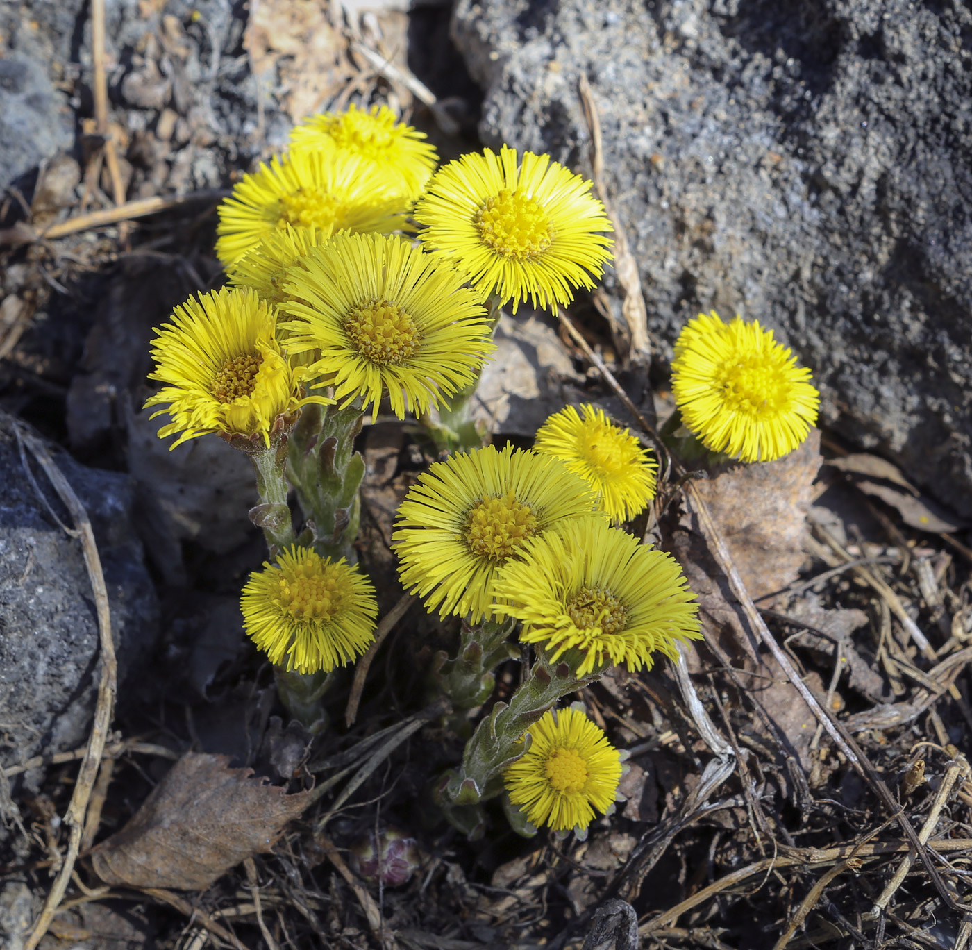 Image of Tussilago farfara specimen.