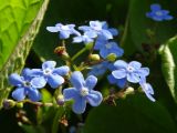 Brunnera macrophylla