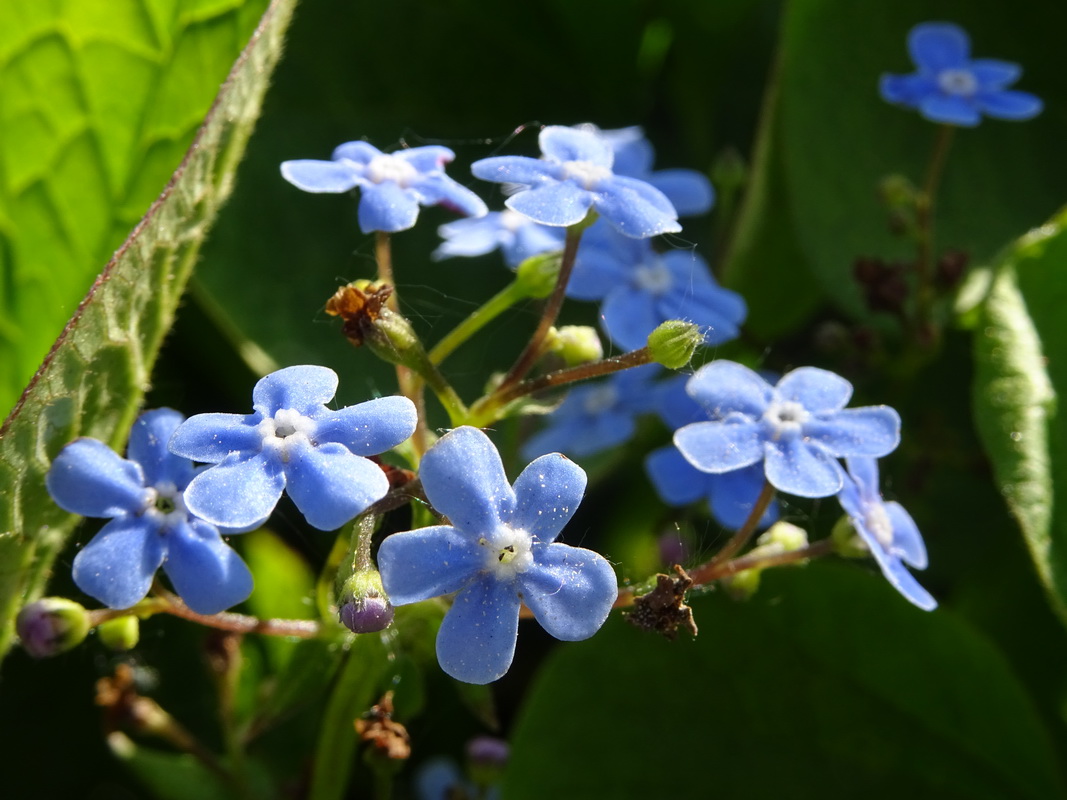 Изображение особи Brunnera macrophylla.