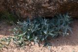 Caccinia macranthera. Цветущее растение. Таджикистан, Согдийская обл., Исфара, пестроцветы. 1 мая 2023 г.