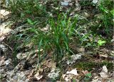 Festuca gigantea. Вегетирующее растение. Московская обл., Раменский р-н, окр. ж.-д. платформы Хрипань, смешанный лес у ЛЭП, просека. 01.06.2023.