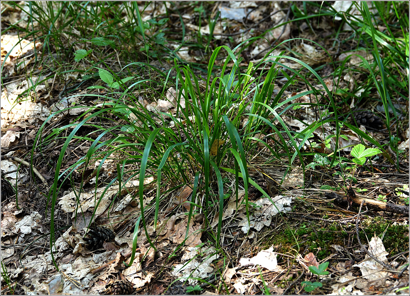 Image of Festuca gigantea specimen.