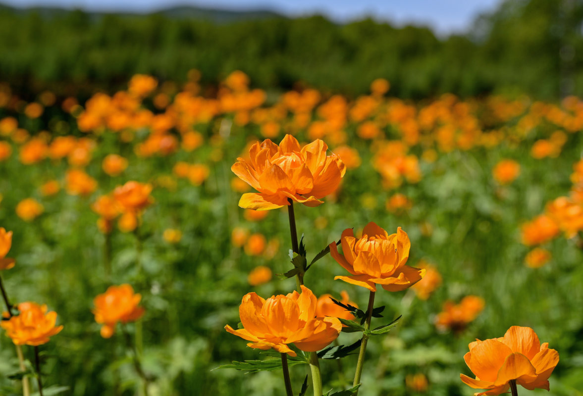 Image of Trollius asiaticus specimen.