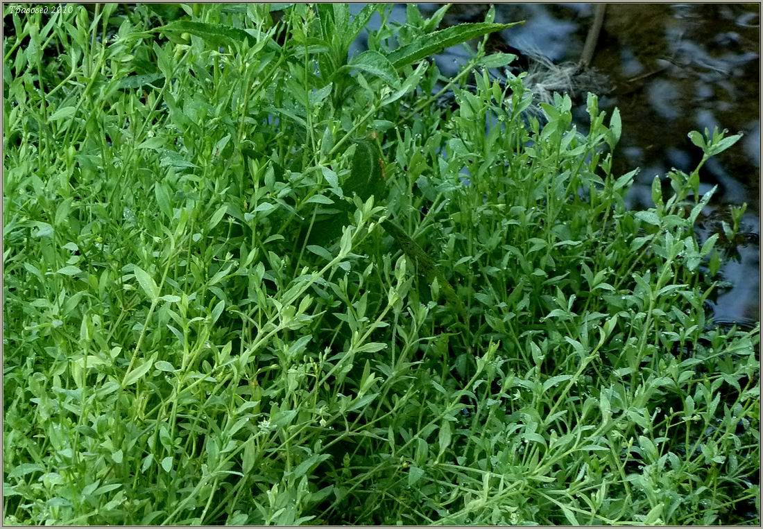 Image of Stellaria alsine specimen.