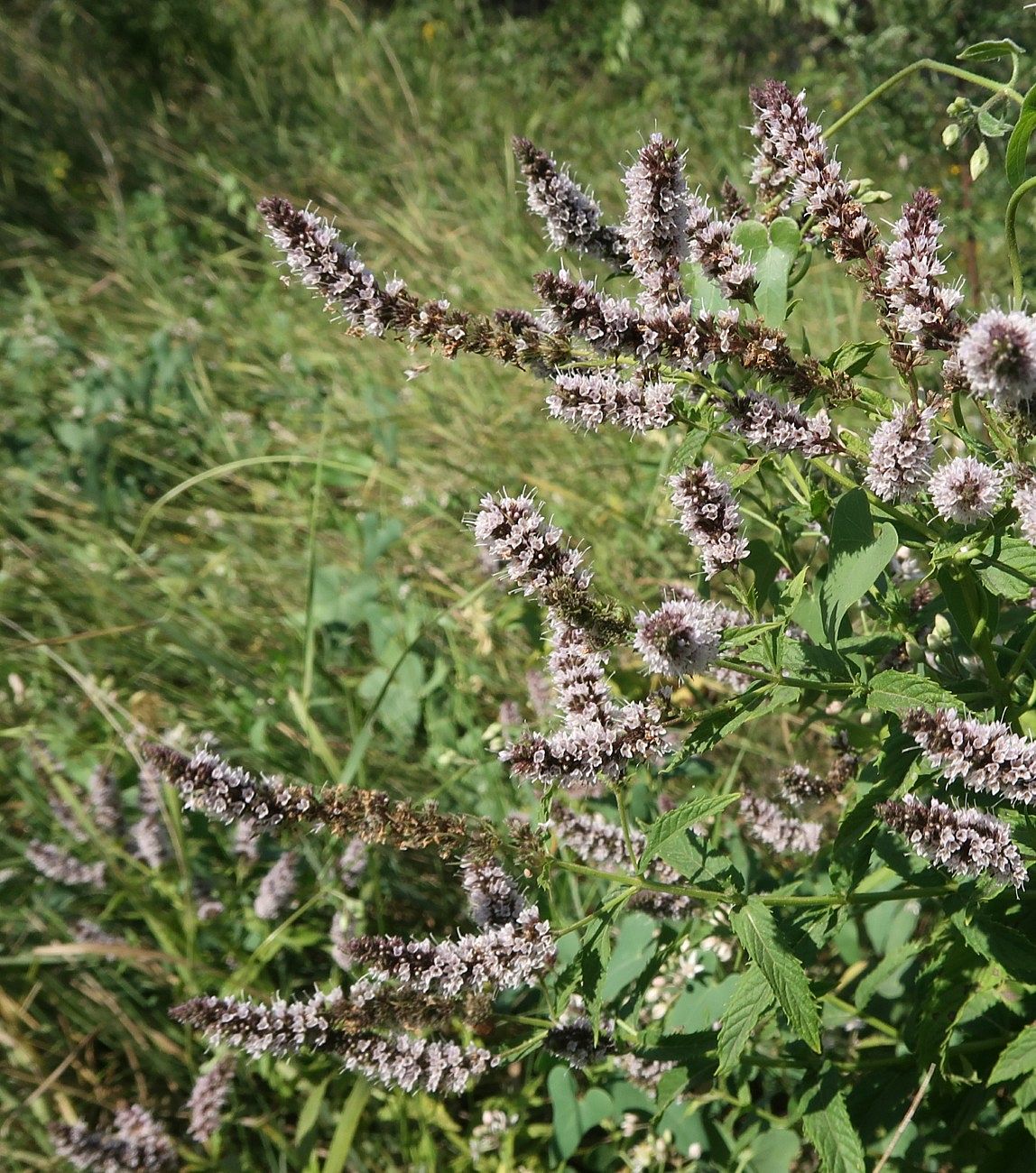 Image of Mentha spicata specimen.