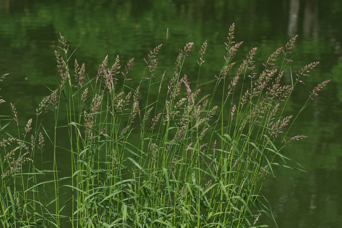 Изображение особи Phalaroides arundinacea.