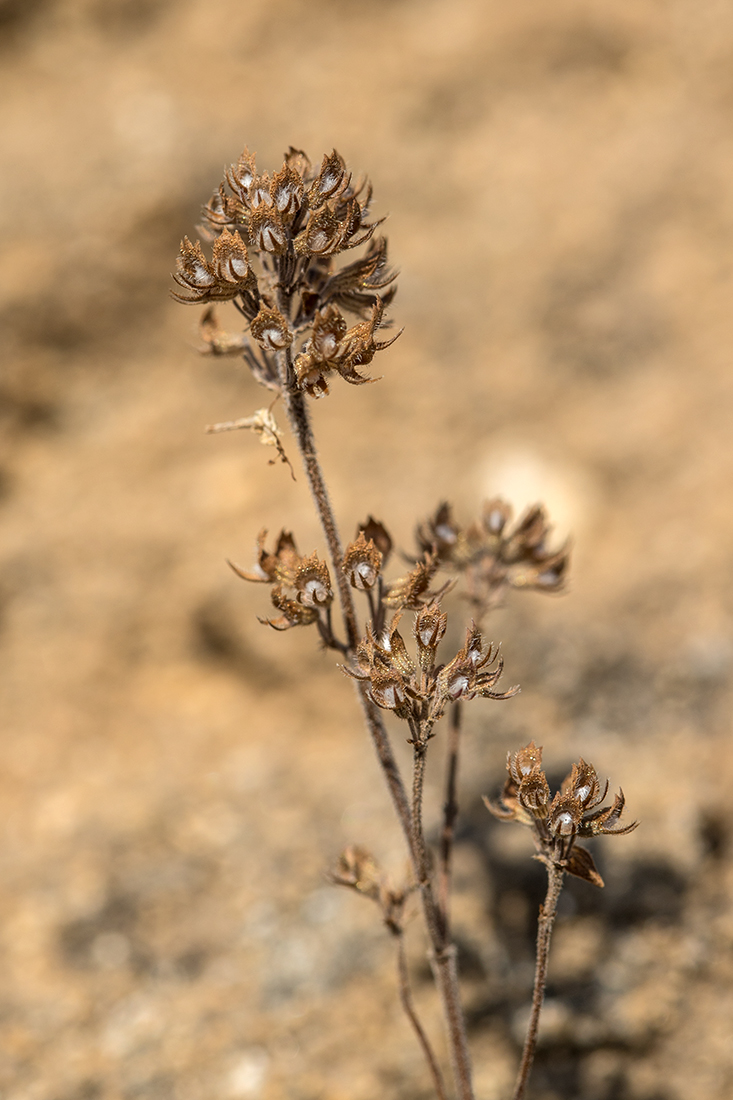 Image of genus Thymus specimen.