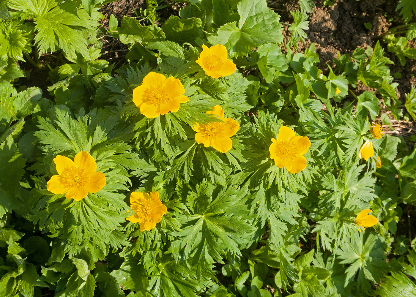 Изображение особи Trollius ranunculinus.