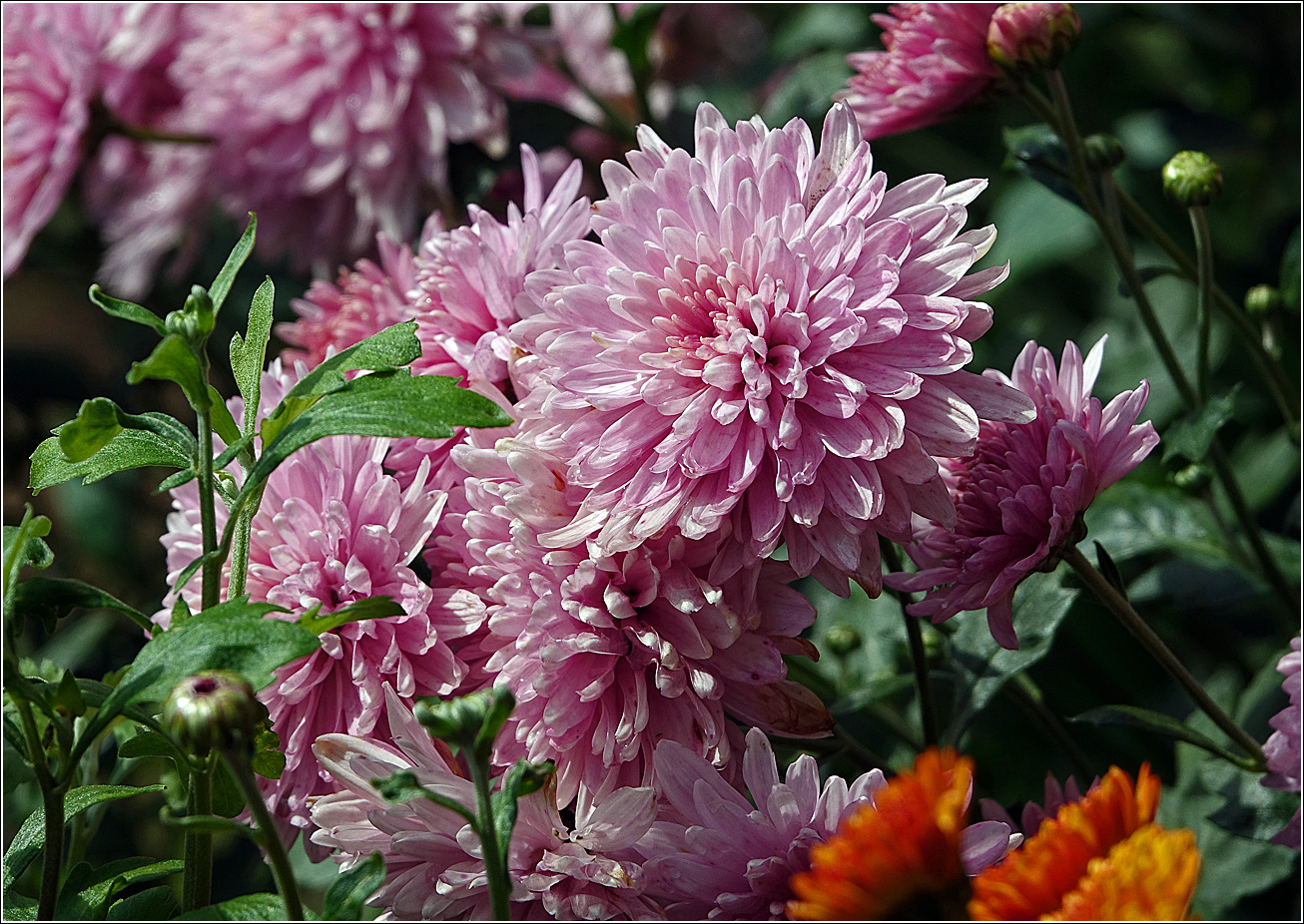 Image of Chrysanthemum indicum specimen.