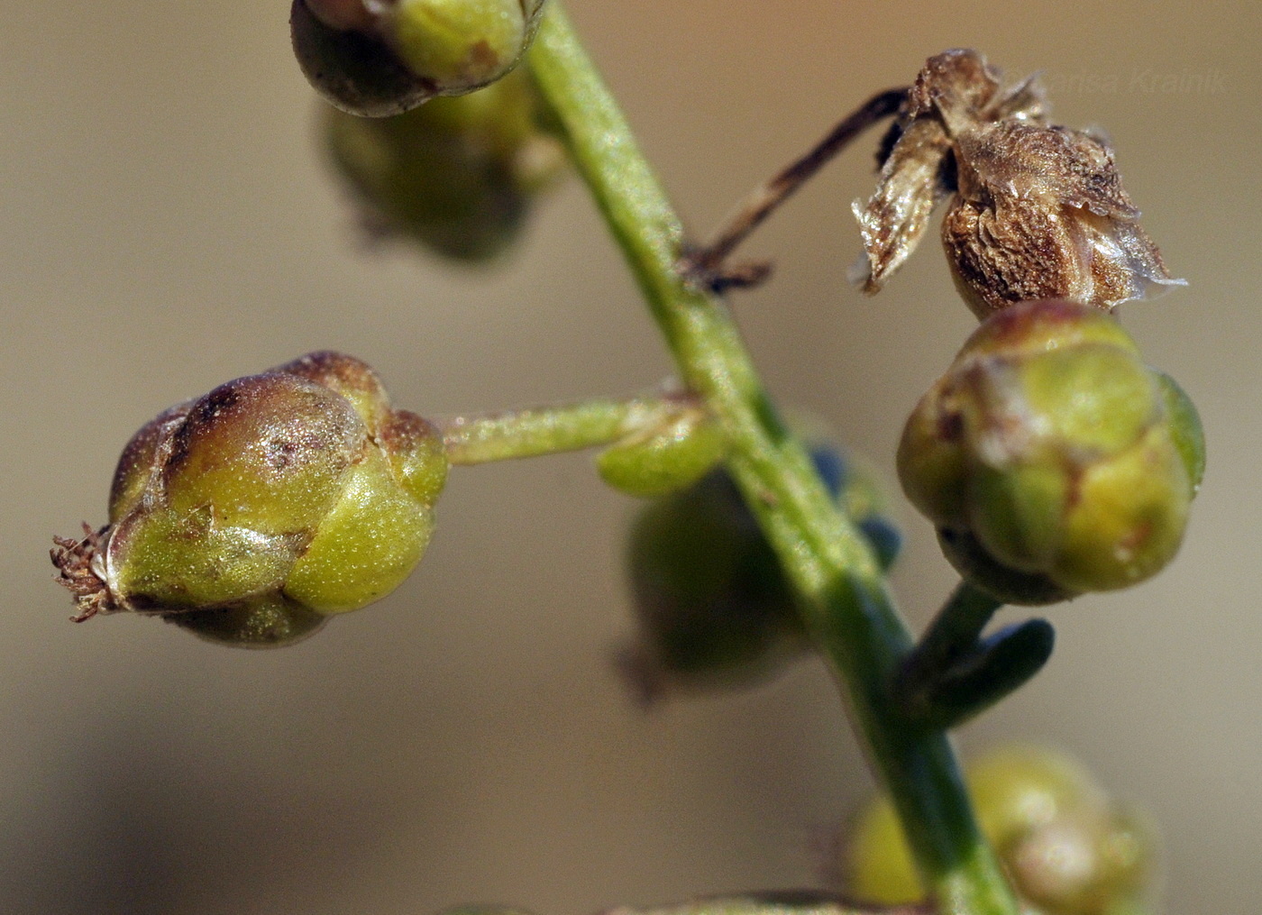 Image of Artemisia littoricola specimen.