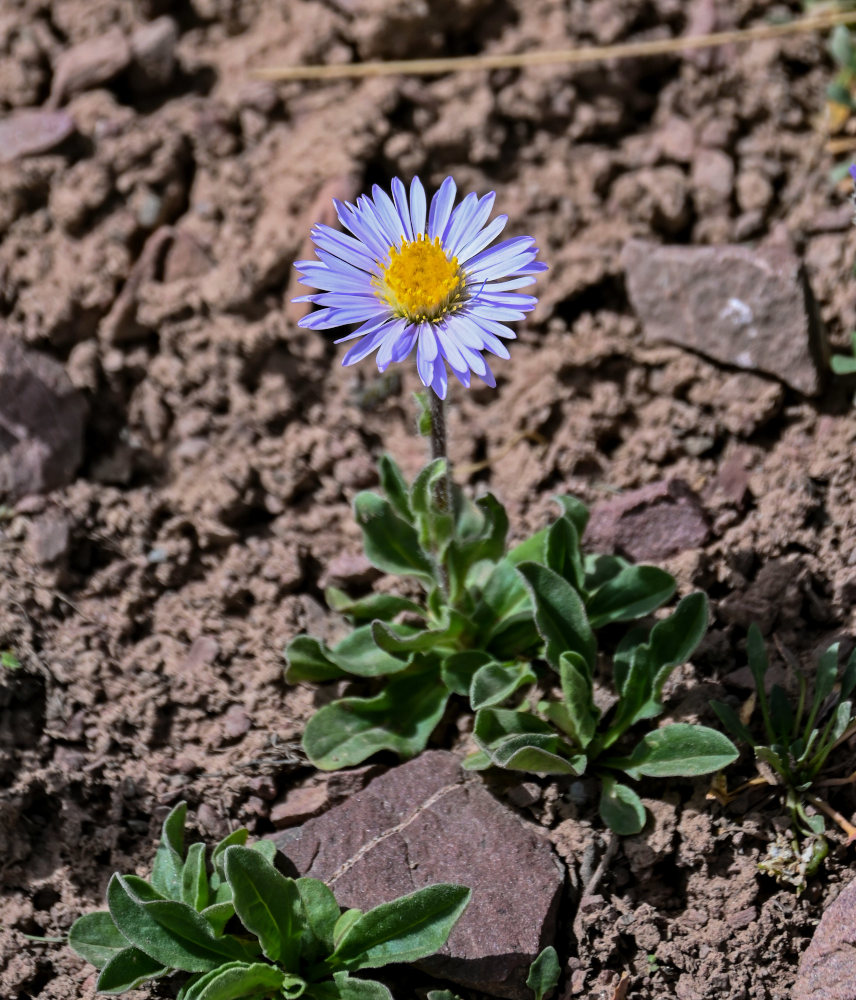 Image of Erigeron heterochaeta specimen.