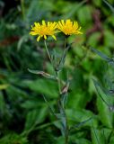 Hieracium umbellatum. Верхушка цветущего растения. Сахалин, Корсаковский гор. округ, гора Бережная, луговой склон. 25.08.2022.