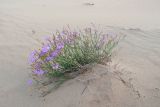 Dianthus versicolor. Цветущее растение, частично занесённое песком. Республика Саха (Якутия), Хангаласский улус, Мальжагарский 2-й наслег, правый берег р. Лена, тукулан Самыс-Кумага. 31.07.2023.