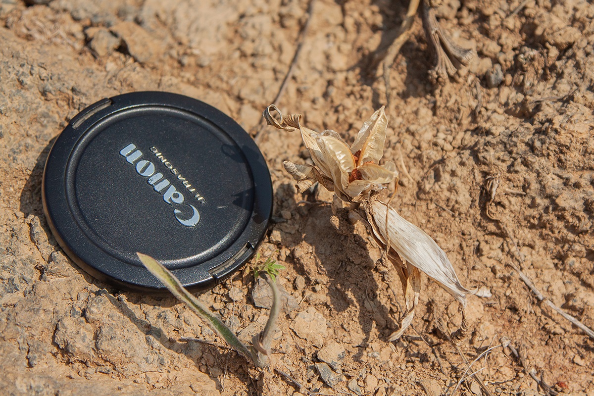 Image of Juno caucasica specimen.