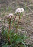 Valeriana tuberosa. Цветущее растение. Казахстан, Восточно-Казахстанская обл., Глубоковский р-н, окр. с. Кожохово, степь. 05.05.2023.