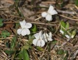 Viola hirta
