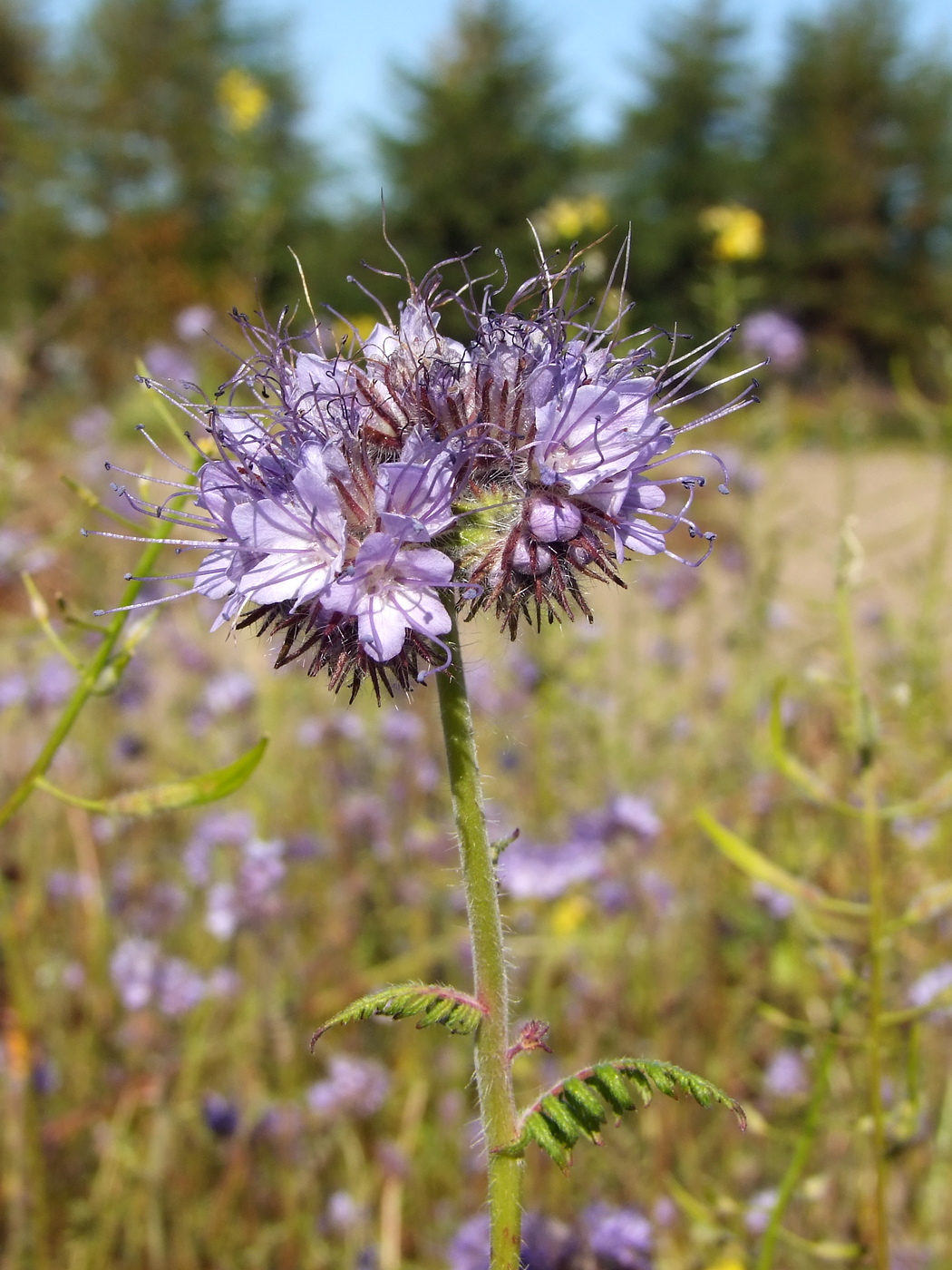Image of Phacelia tanacetifolia specimen.