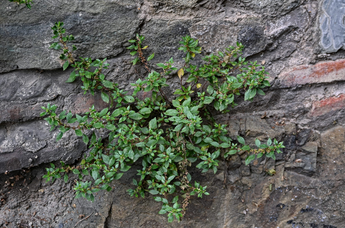 Image of Parietaria judaica specimen.