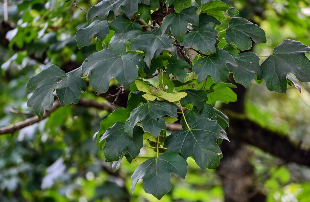 Image of Acer campestre specimen.